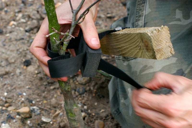 How to Stake a Tree | RHS Advice