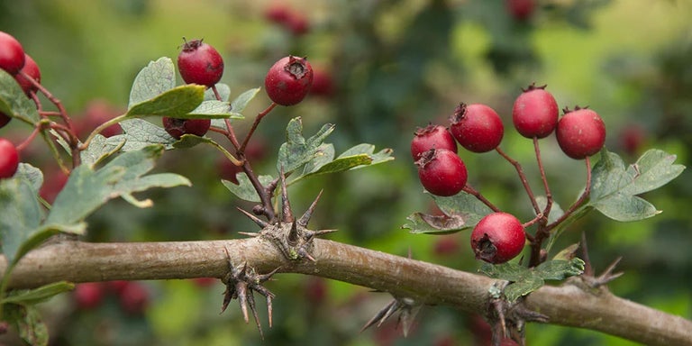 Buy hawthorns from RHSplants.co.uk