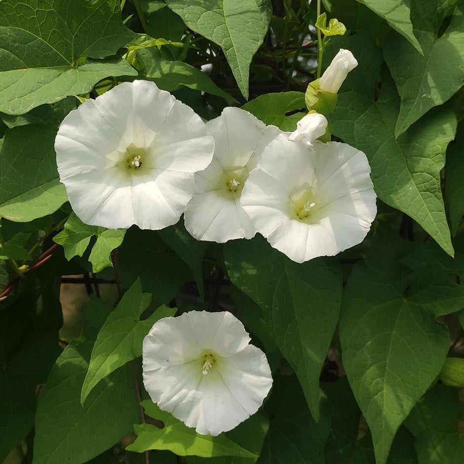 bindweed-identification-and-control-rhs-advice