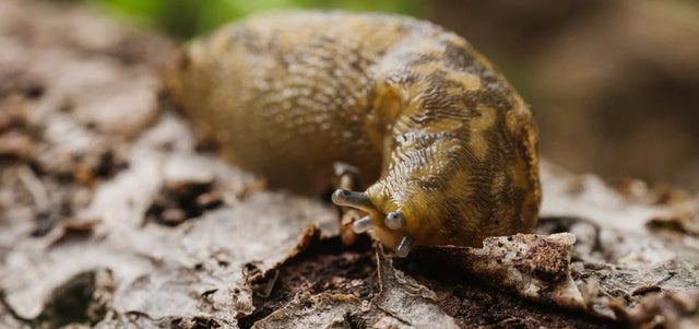 Who’s who in slugs