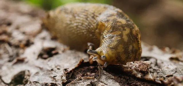 Who’s who in slugs