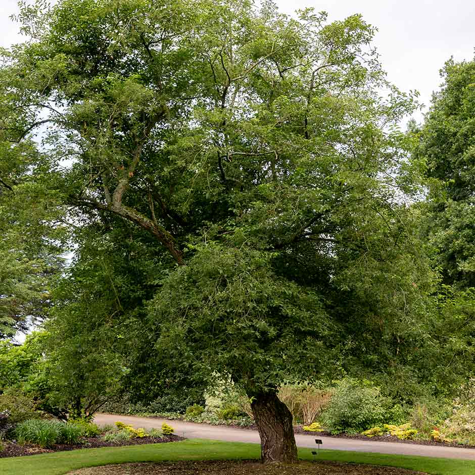 Tree Preservation Orders