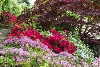 Azalea Rhs Azaleas Indoors | RHS Advice