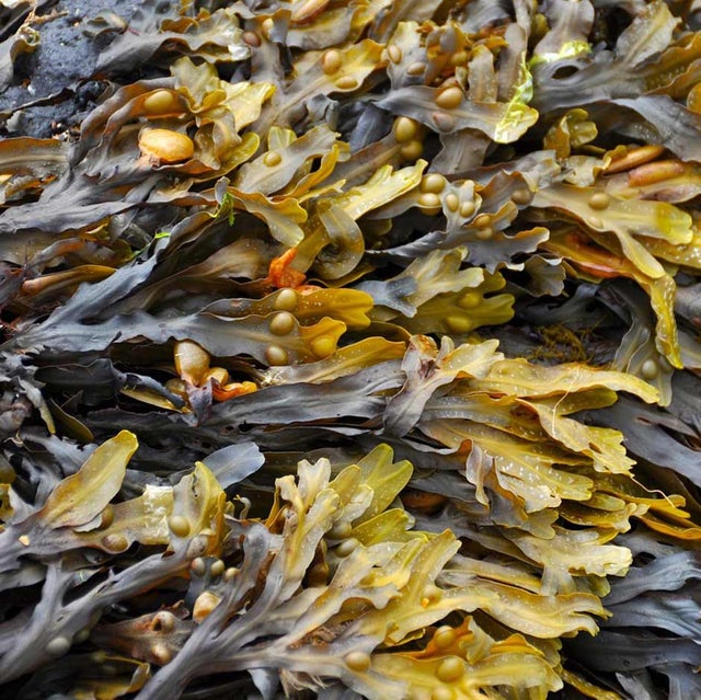 Seaweed products. Image ©Pixabay