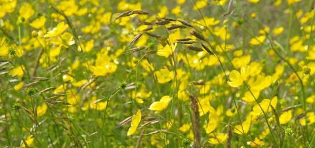 Make a low-carbon wildflower meadow