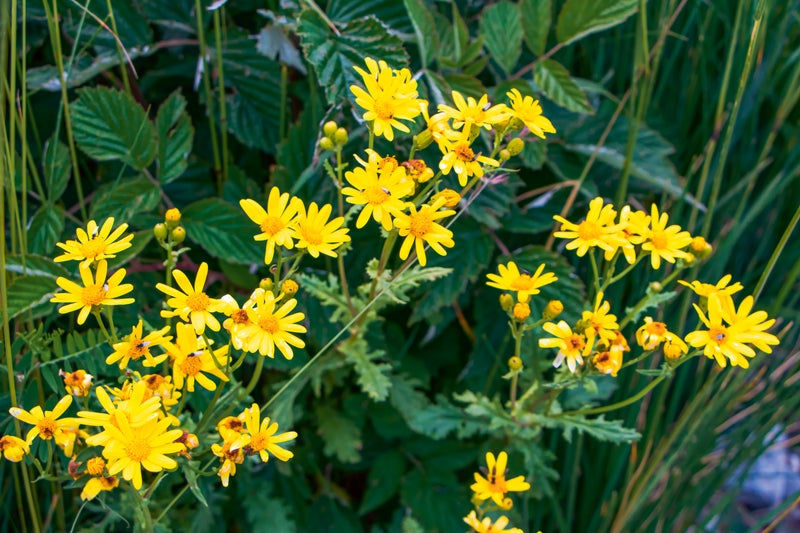 A group of yellow flowers