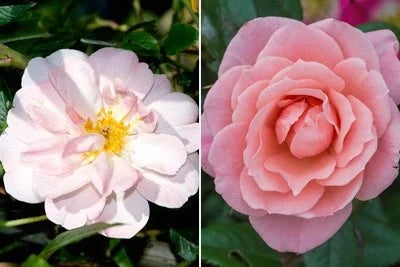 Climbing roses / RHS Plant Guide