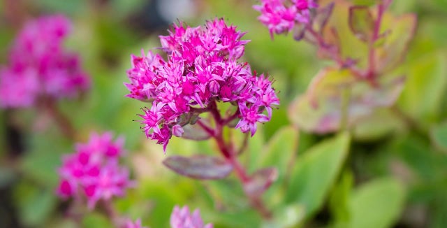 Learn all about <i>Hylotelephium</i>