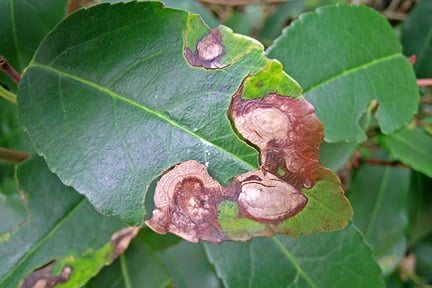 Shot hole damage on a prunus. Credit: RHS/Advisory.