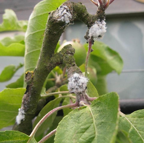 Apple and Pear Scab: Prevention and Treatment | RHS Advice
