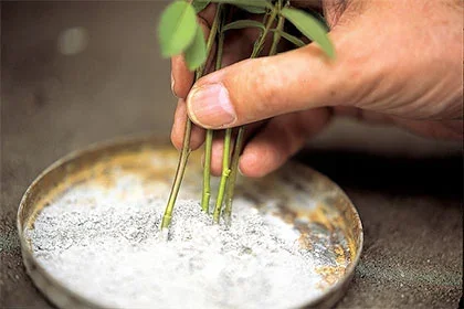 Rooting hormone