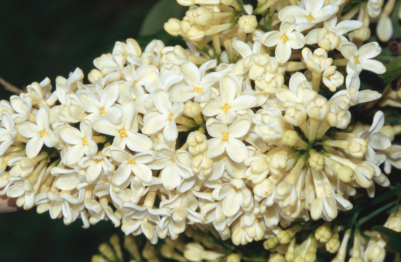 Large-flowered lilacs