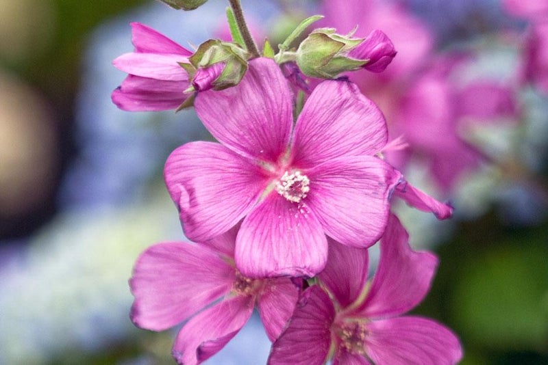 A dash of pink