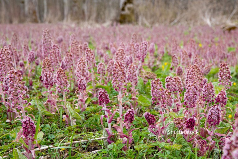 Butterbur and winter heliotrope