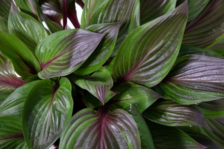 RHS Chelsea Plant of the Year winner announced