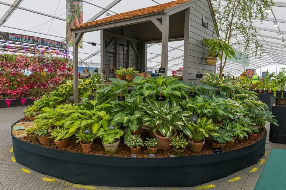 New Forest Hostas