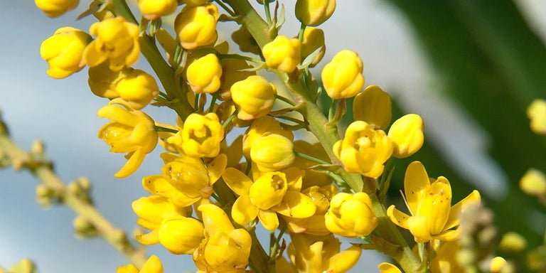 Buy mahonias from RHSplants.co.uk