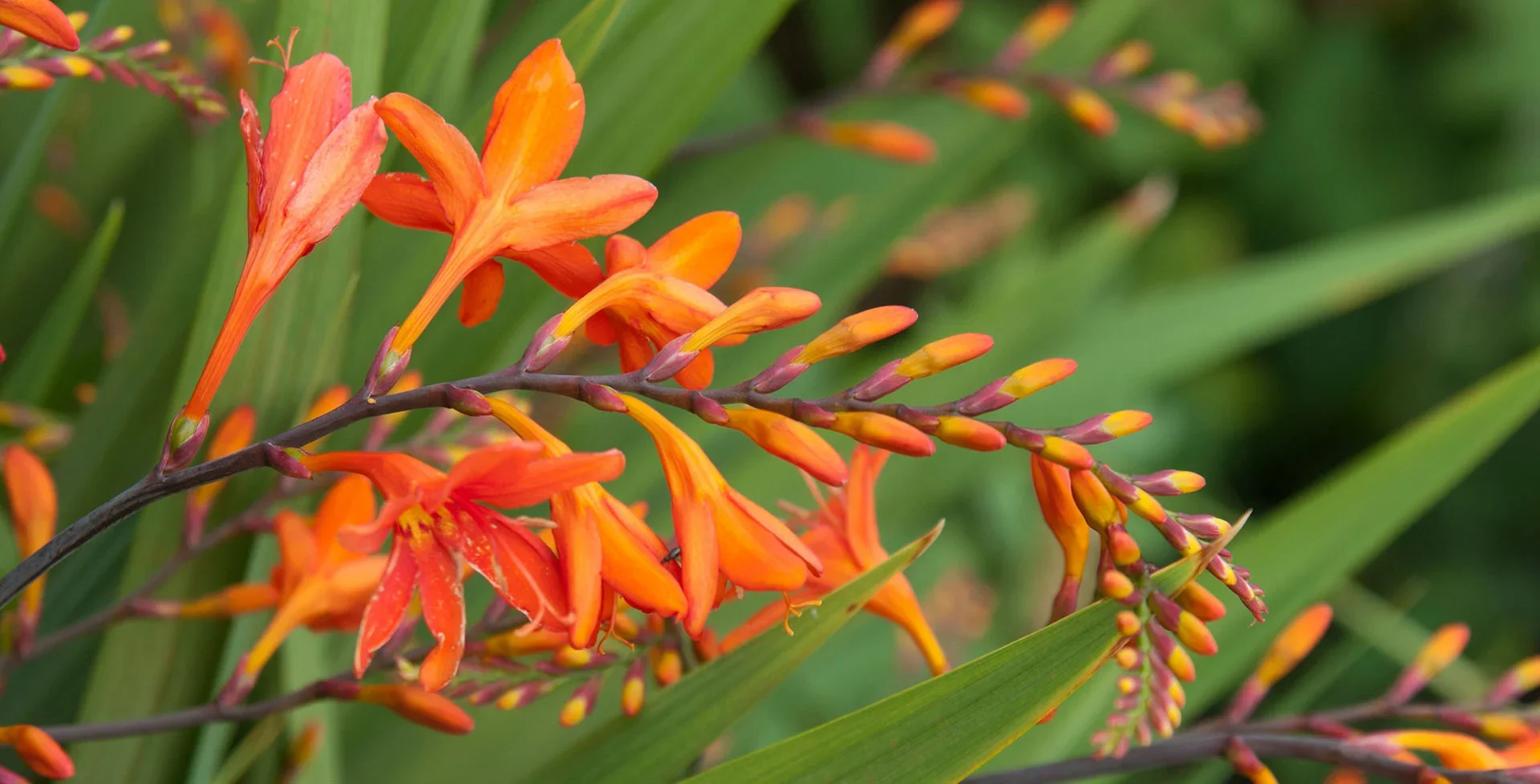 Crocosmia / RHS Plant Guide