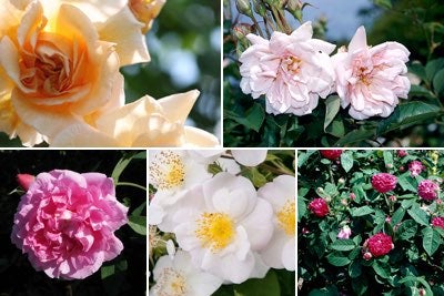 Shrub roses / RHS Plant Guide
