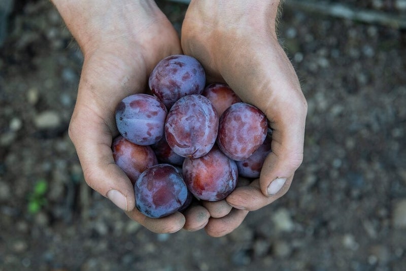 How to grow plums | RHS Guide