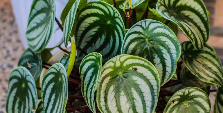 Peperomia