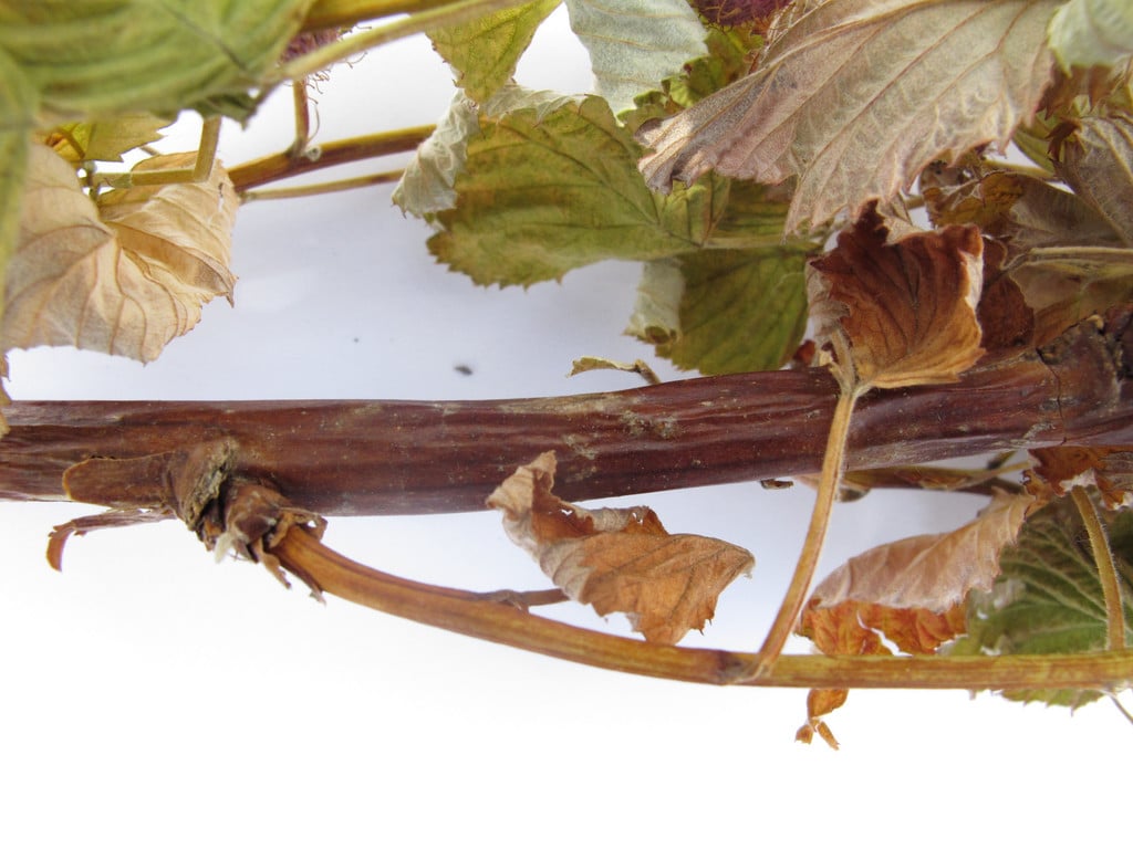 Raspberry cane blight