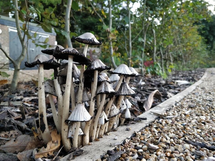 Saprotrophic Fungi in Gardens | RHS Advice
