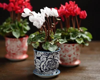 Winter houseplants and how to care for them