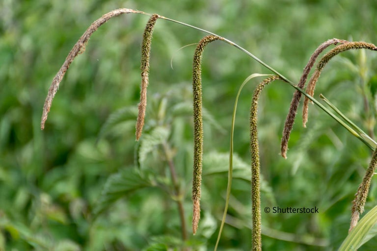 Pendulous sedge