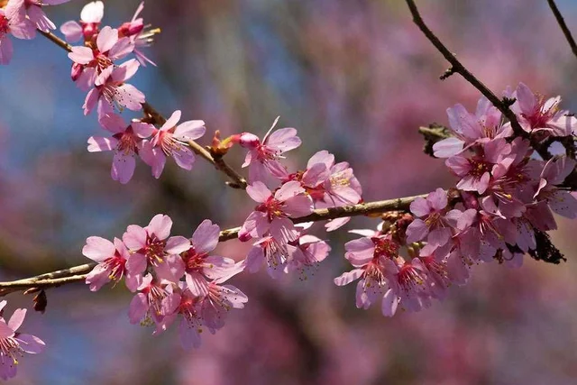 Discover RHS Rosemoor’s cherry garden