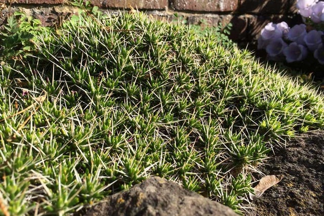 Succulents to try growing outdoors