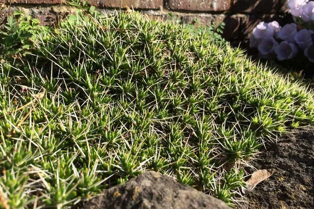 Succulents to try growing outdoors