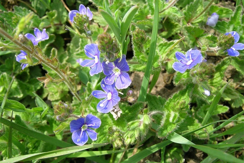 8. Veronica chamaedrys (germander speedwell)