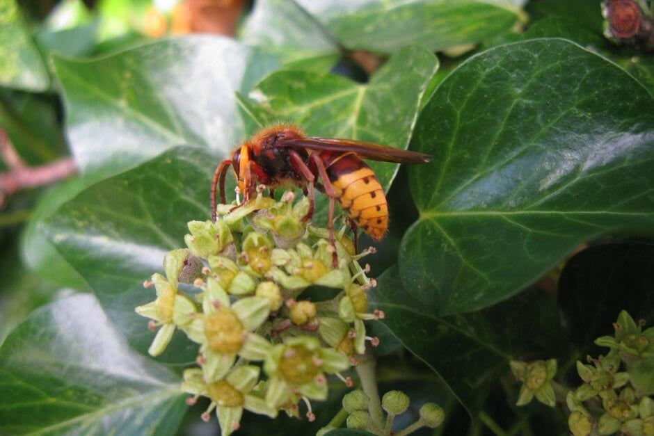 Ivy on Trees and as Groundcover | RHS Advice