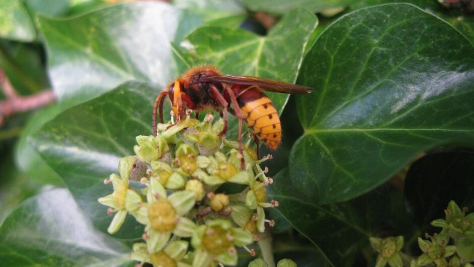 Ivy Insect Ivy on Trees and as Groundcover | RHS Advice