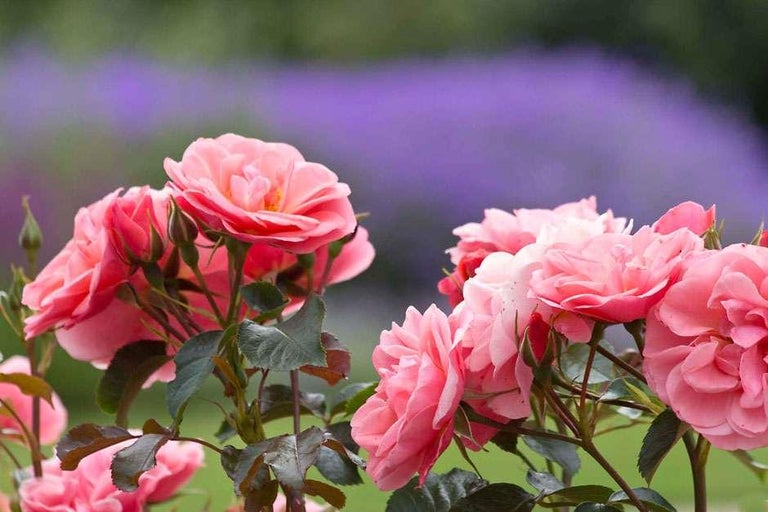 Discover roses