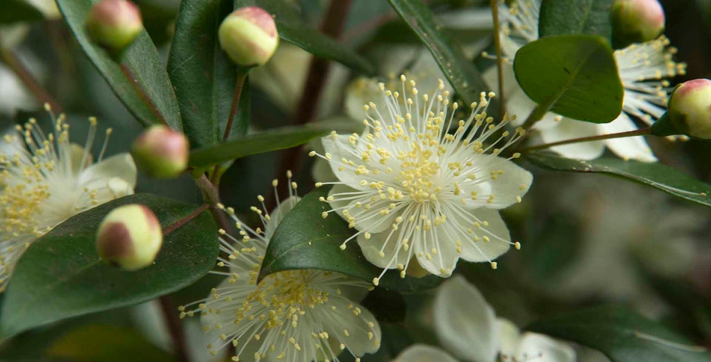 Myrtle / RHS Plant Guide