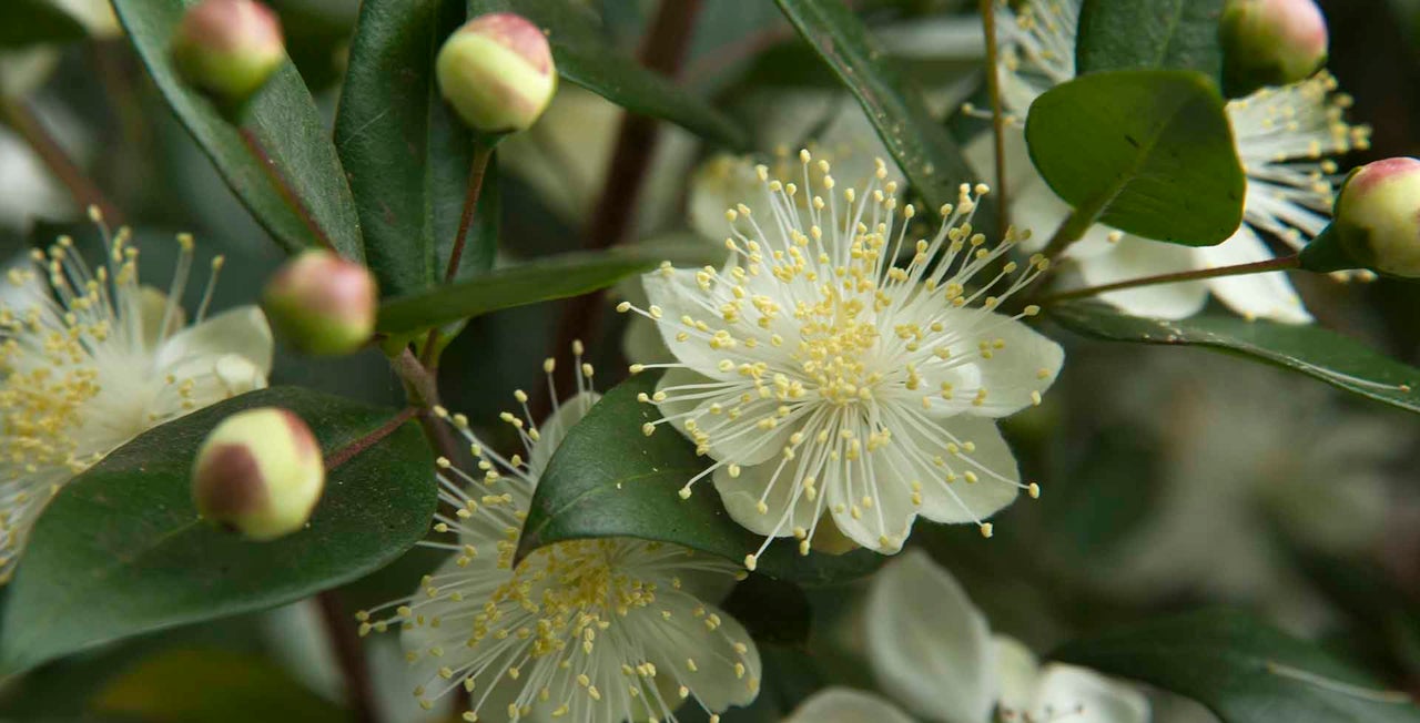 Myrtle