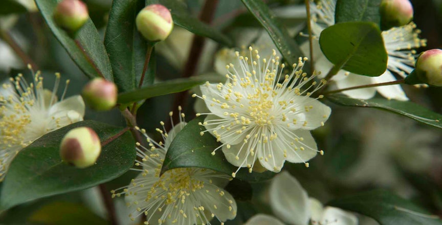 Myrtle / RHS Plant Guide