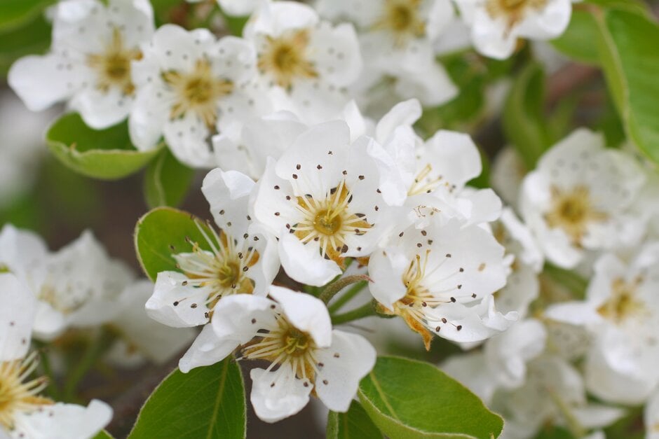 How Plants Reproduce | RHS Advice