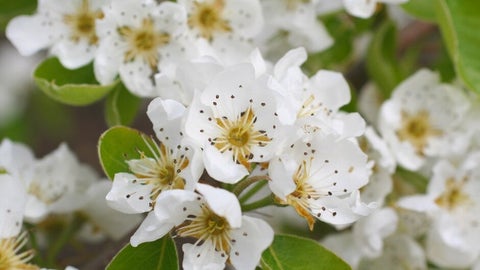 How Plants Reproduce | RHS Advice