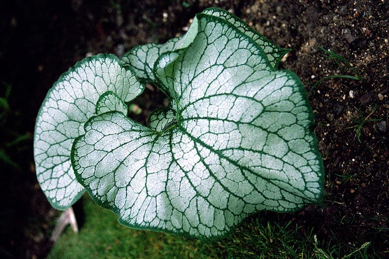 Using award-winning plants in your garden