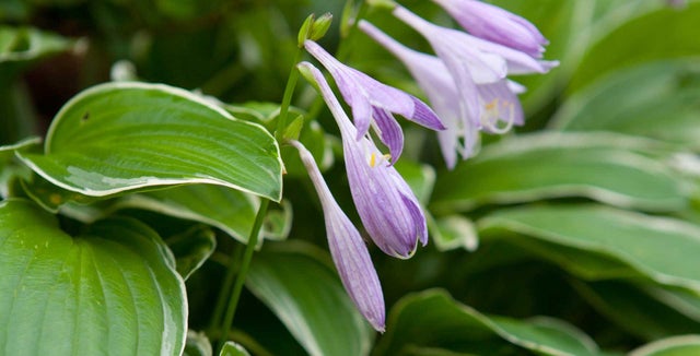 How to grow hostas