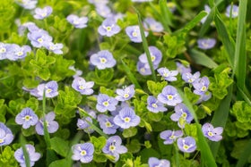 Speedwell | RHS Advice