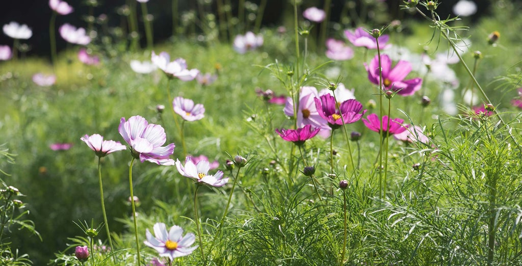 Cosmos / RHS Plant Guide