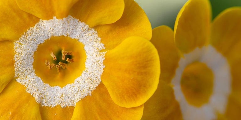 Buy auriculas from RHSplants.co.uk