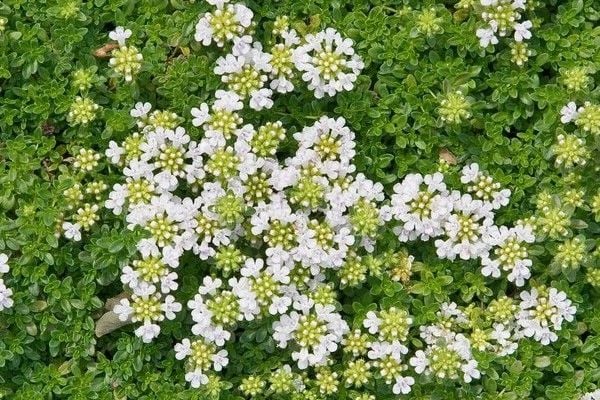 ‘S�ԴǷɻ�����ڳ�’