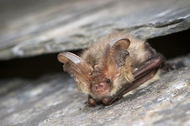 Welcoming bats into our gardens