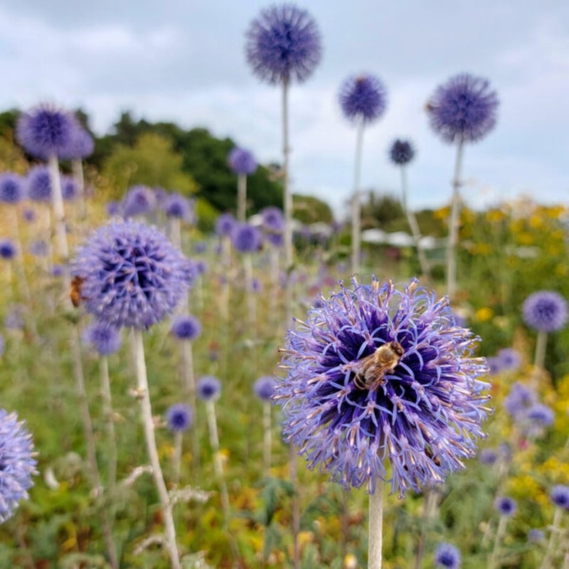 Drought Pollinators: Silver and Blue | RHS Advice