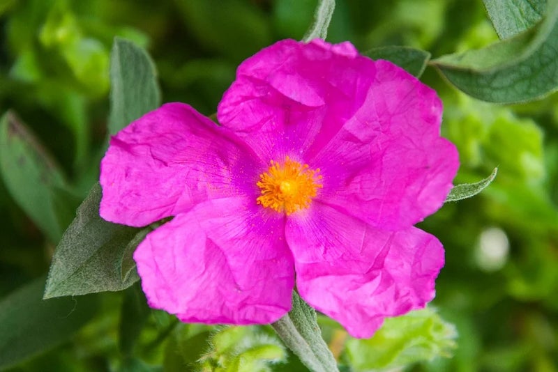 Roses without the water bill